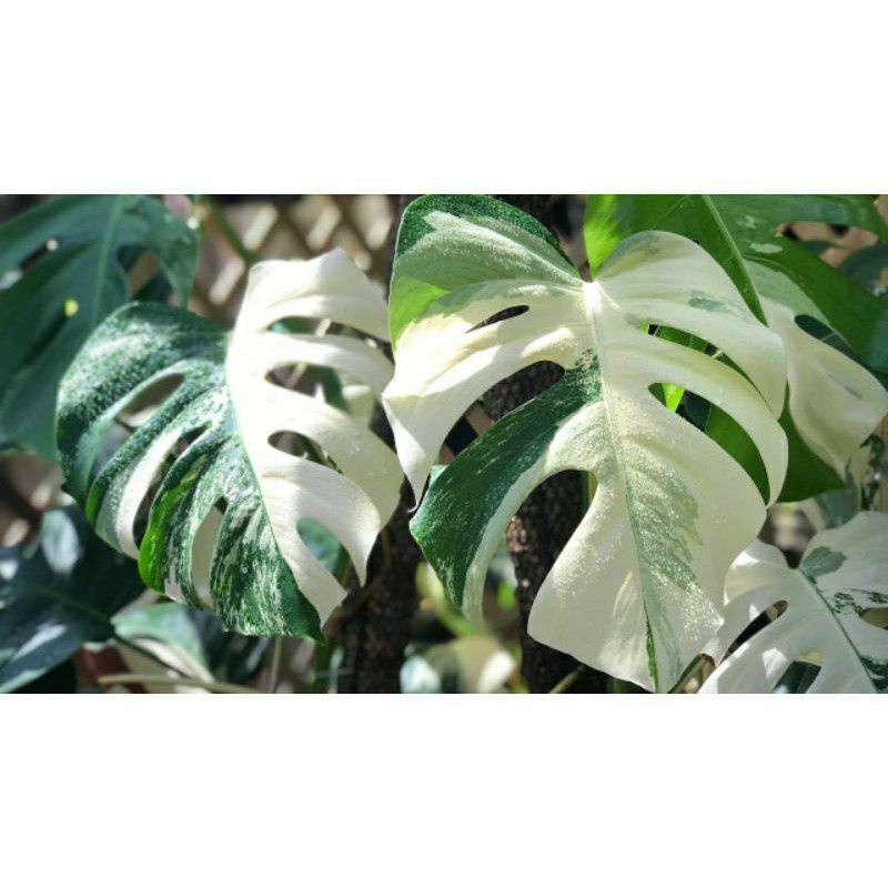 bonggol monstera deliciosa varigata