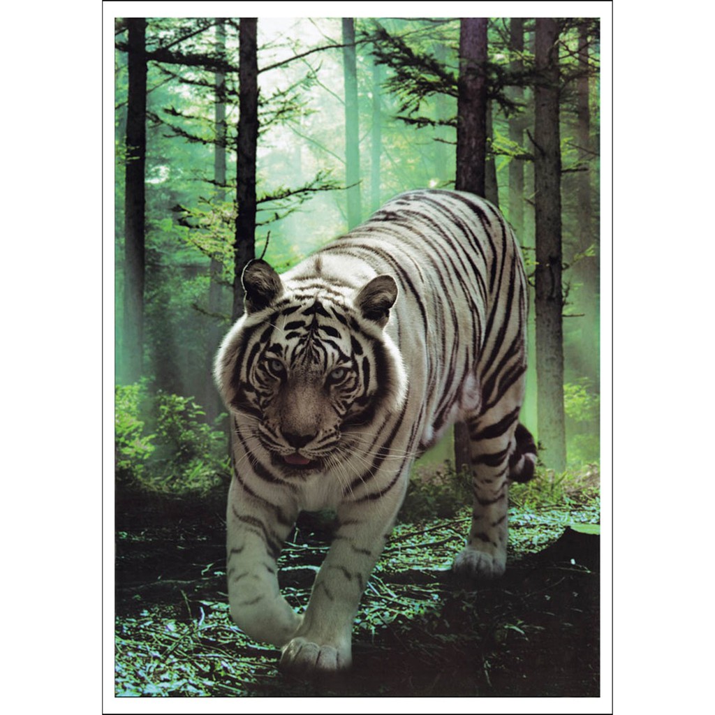 Termurah Poster Jumbo Harimau Putih 01 Size 50 X 70 Cm