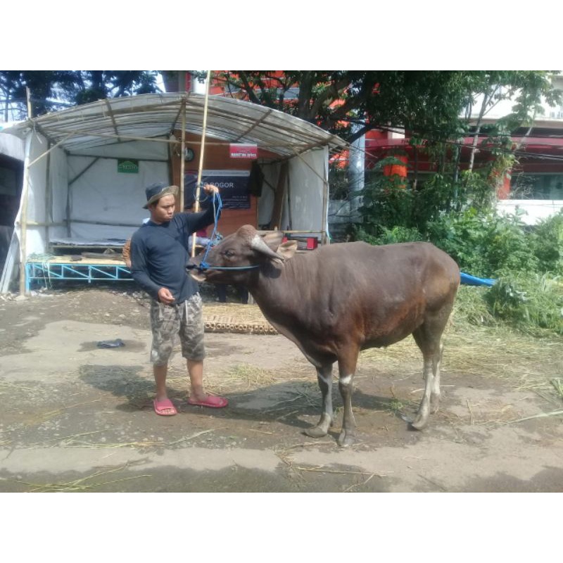 

SAPI QURBAN MURAH 2023 JABODETABEK