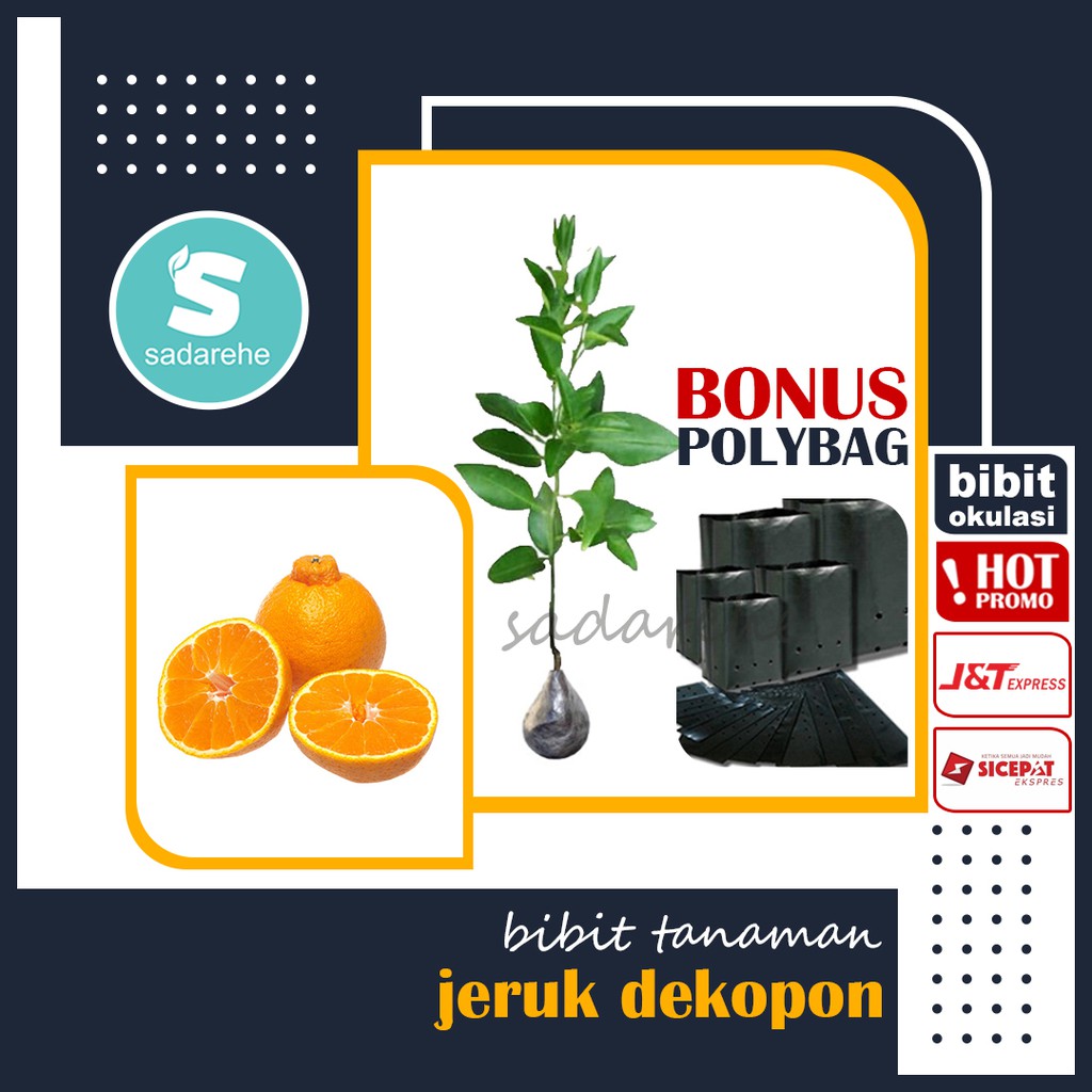 Bibit Jeruk Dekopon - Bibit Okulasi