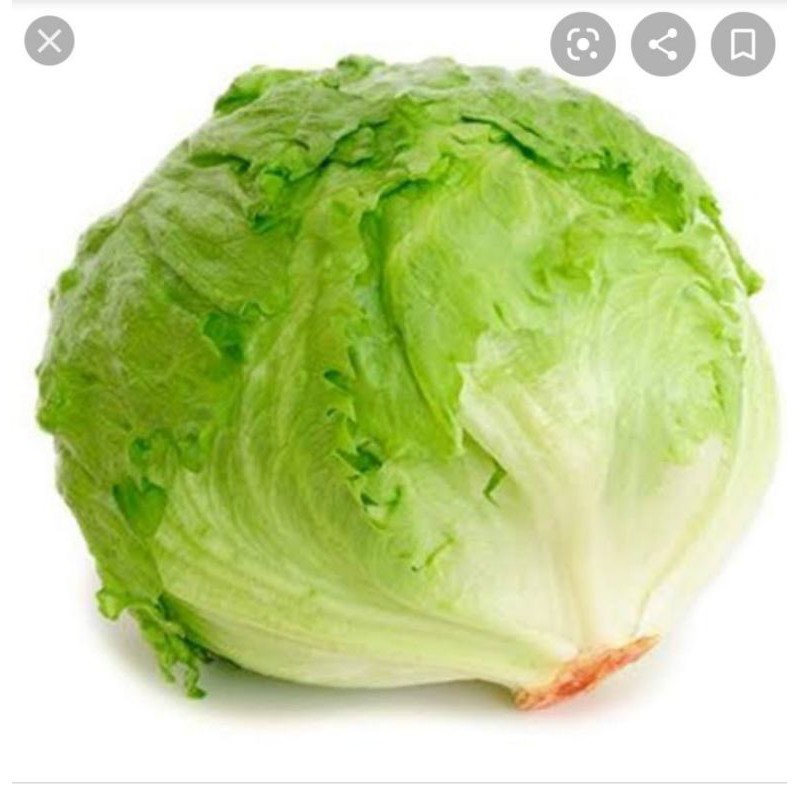 

lektus sayur segar 500gr