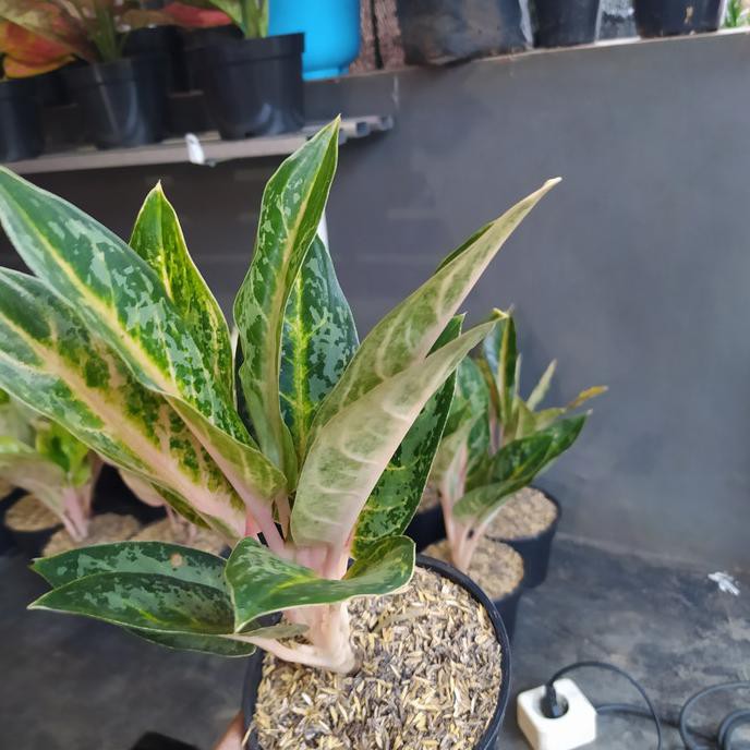 Tanaman Hias Aglonema Gajah Mada/Aglonema Gajah Mada Tokofinaserba11