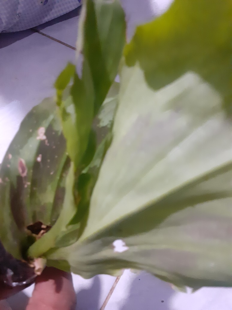 Tanaman Hias Calathea Merak