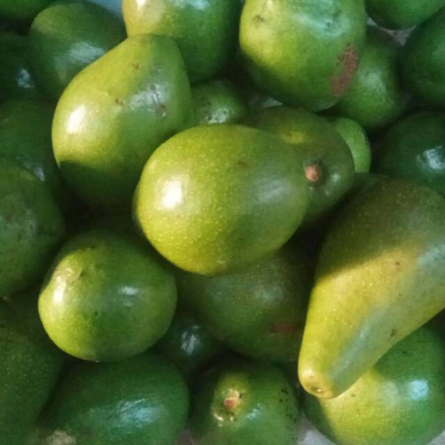 

TERMURAH buah alpukat muria