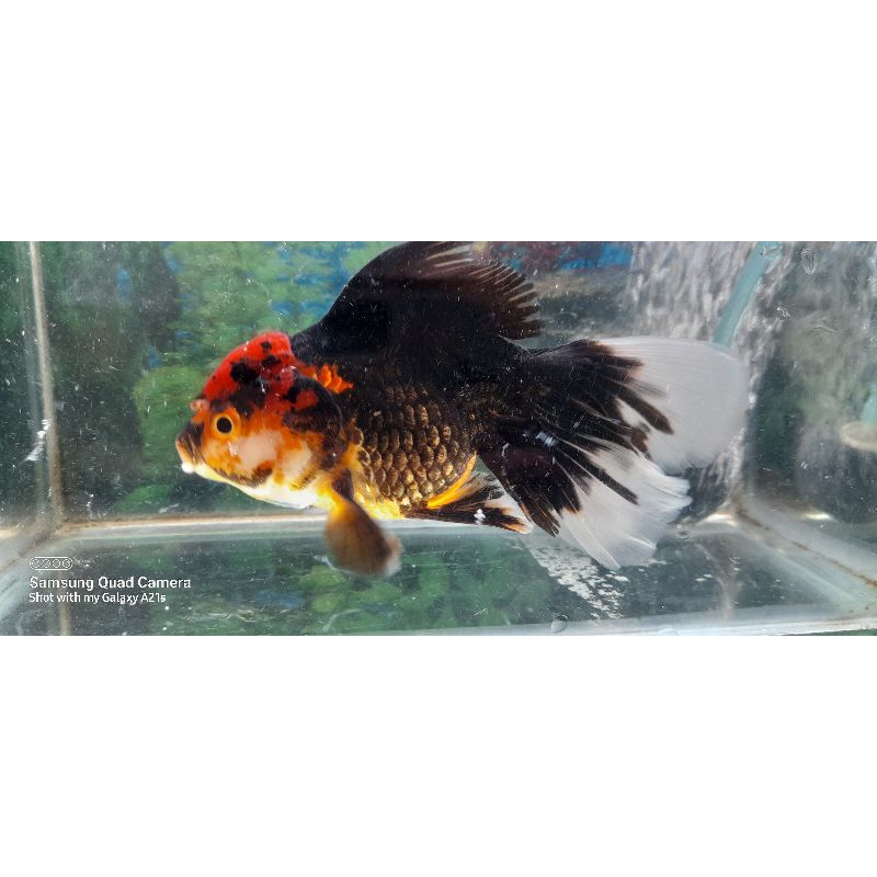 ikan oranda tancho head
