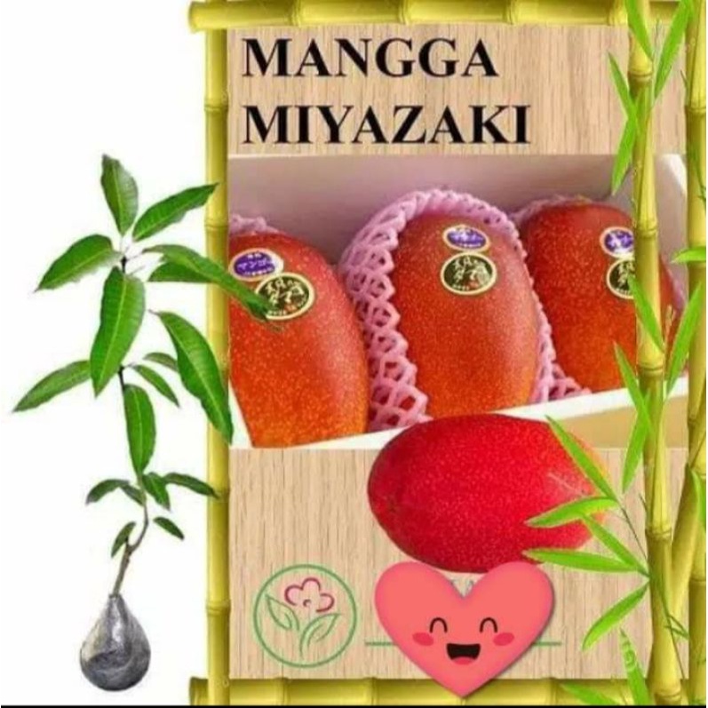 

bibit mangga miyazaki terlaris