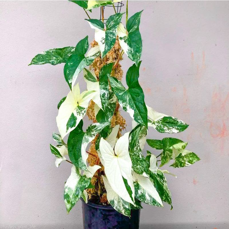 Syngonium Varigata Putih Tanaman hias bunga syngonium singonium variegata putih murah