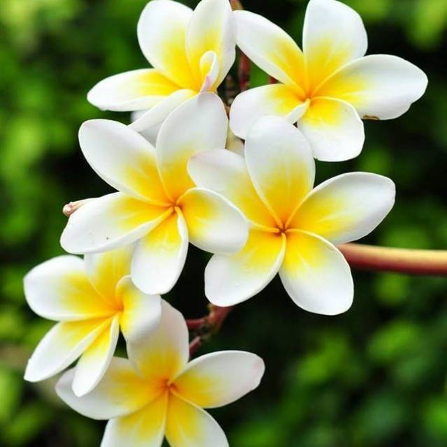 lb_bali