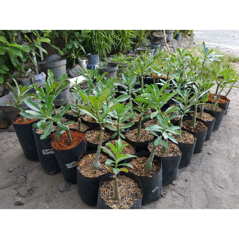 BIBIT Tanaman Bunga Kemboja Jepang - Adenium Bunga Tumpuk - Kamboja Jepang-5
