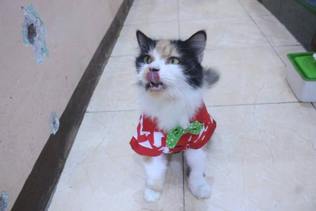 Kemeja merah putih zig-zag lucu untuk kucing dan anjing / baju kucing murah size S-XL