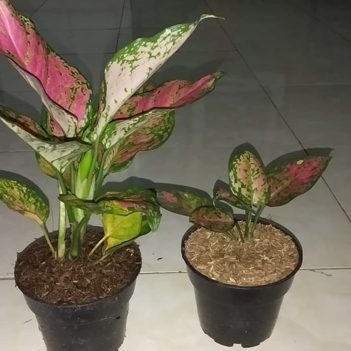 tanaman hias aglonema dud Anjamani indukan  MURAH