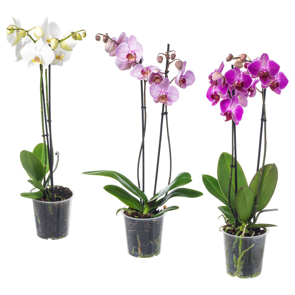  Tanaman  Hias  Hidup  Anggrek Bulan Phalaenopsis Mekar Ber 