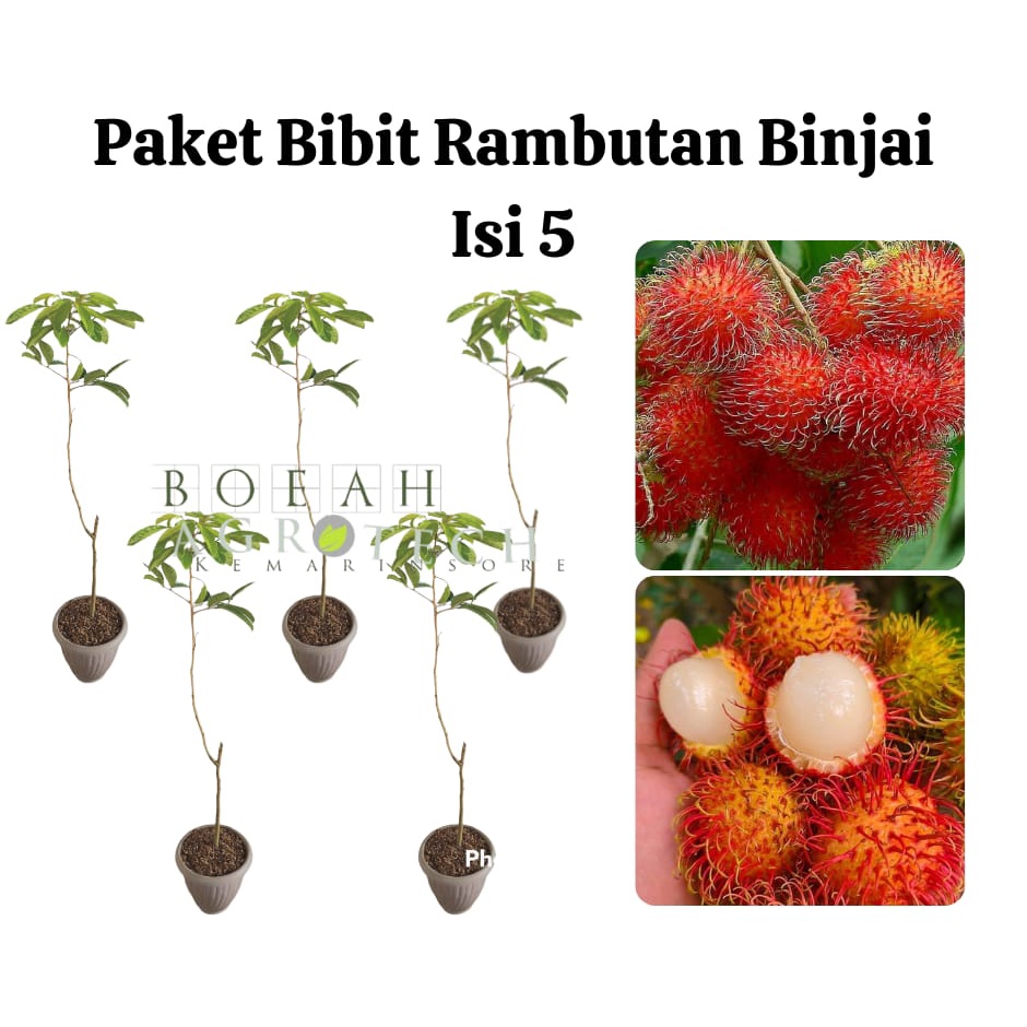 Paket Hemat Bibit Rambutan Binjai Isi 5 Bonus Bibit Strawberry+Polibag