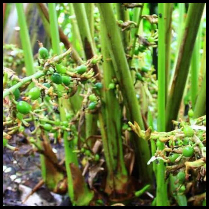 

Green Cardamon 250 Gram / Kapulaga Hijau / Kapulaga Sabrang India 250G