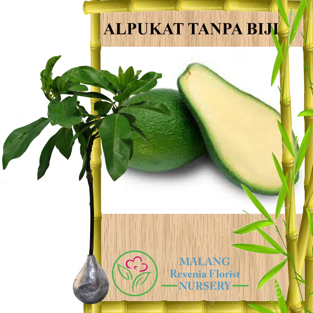 Tanaman Alpukat Kendil Tinggi 40 60 Cm Shopee Indonesia