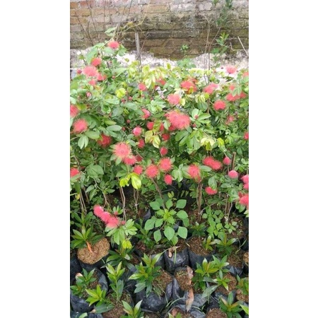 Kaliandra Lusiana besar vegetasi lebah