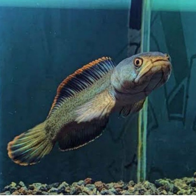 CHANNA LIMBATA SIZE 12-14cm  GRADE A+