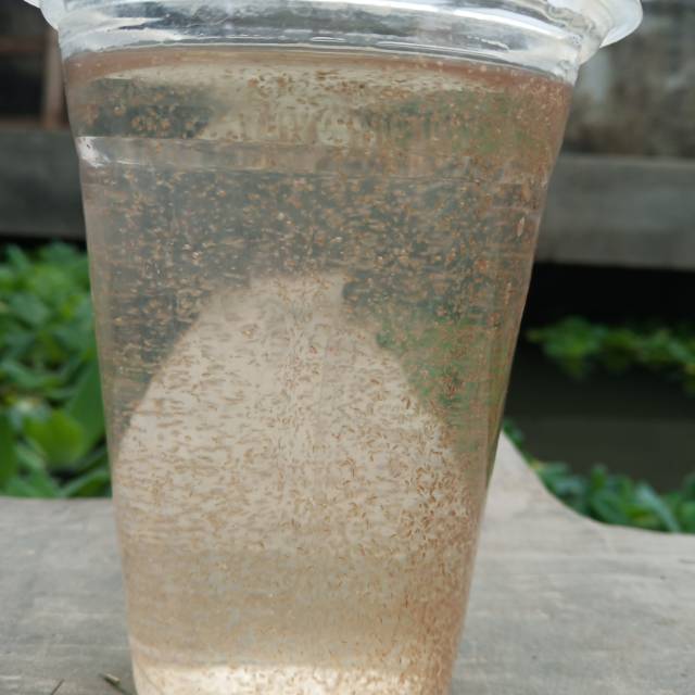 Starter/bibit kutu air moina macrocopa untuk kultur kutu air untuk budidaya