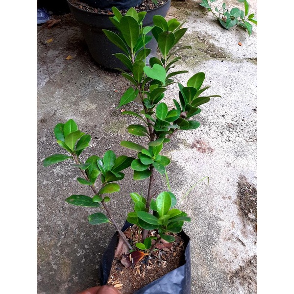 bahan bonsai beringin kompakta / beringin compakta / ficus compakta