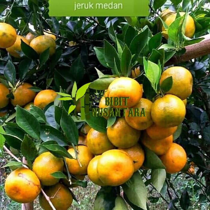 XEO BIBIT POHON BUAH JERUK MEDAN MANIS.