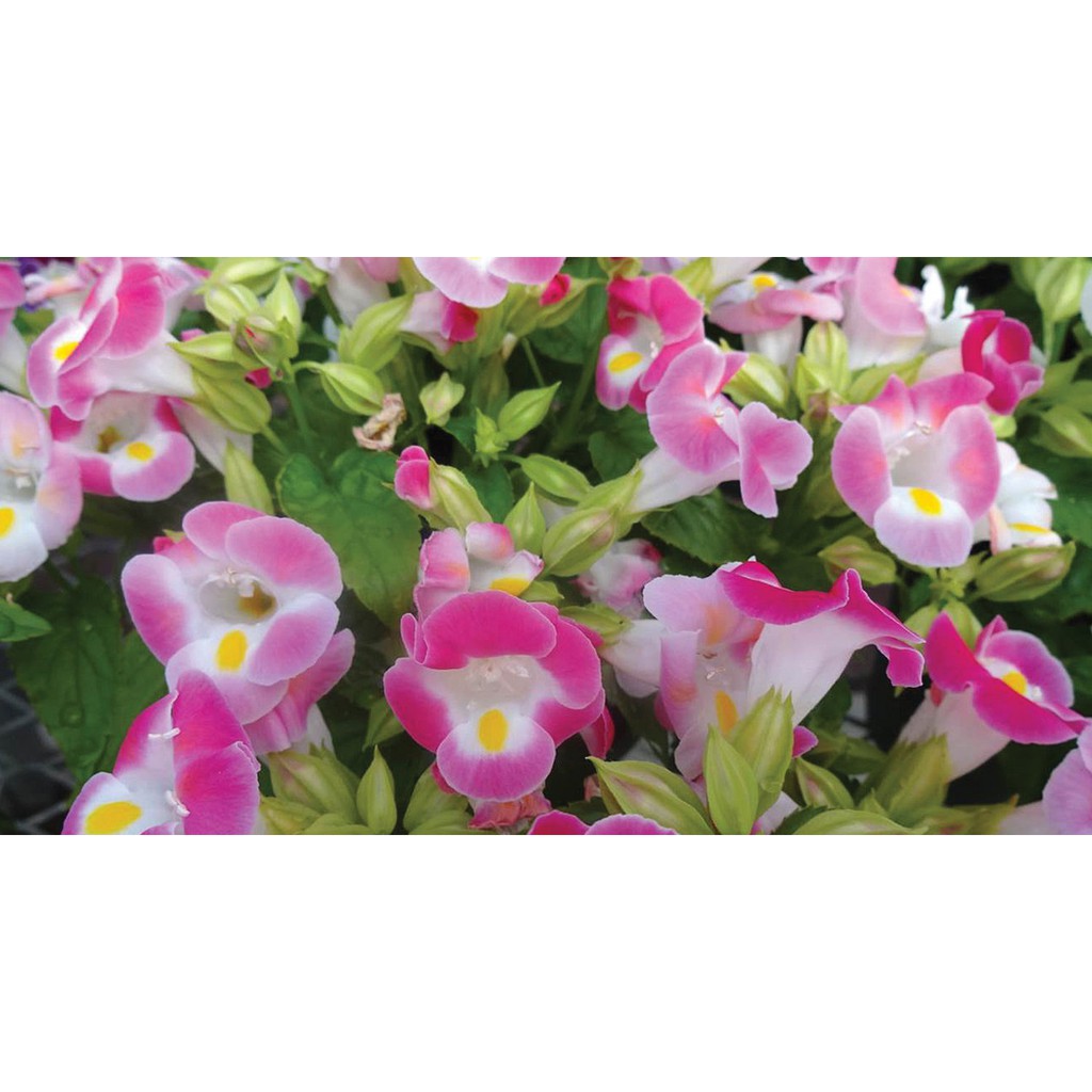 Tanaman Torenia Pink (Mata Kucing)