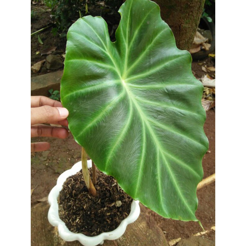 tanaman hisa keladi vivipara