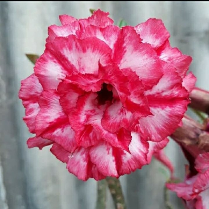 

promo Bibit bunga kamboja adenium maheheng enjoy