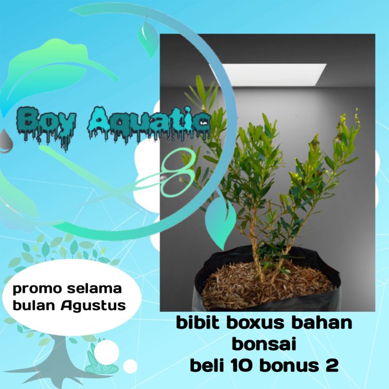 bibit bonsai boxus