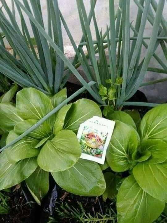 Greenstar Pupuk Organik Serbuk