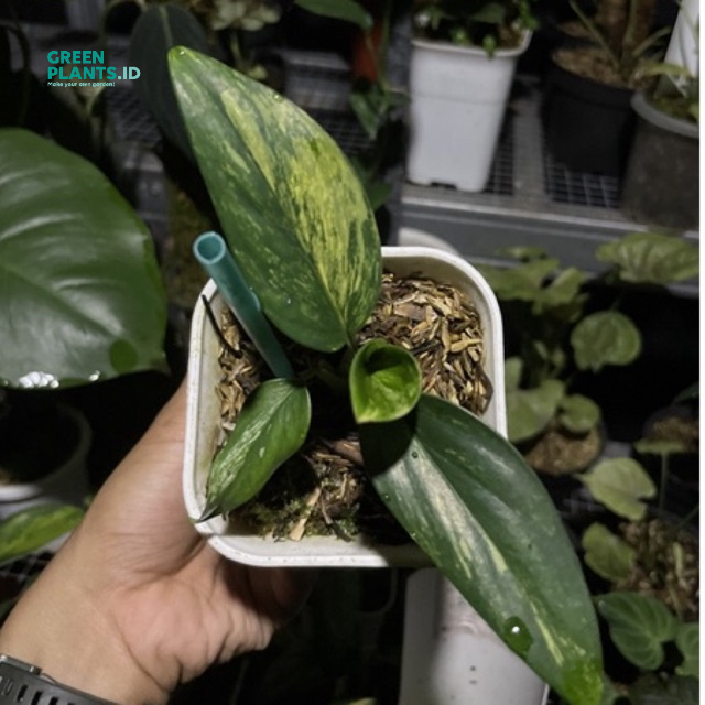 Monstera varigata stenleyana kuning tanaman hias