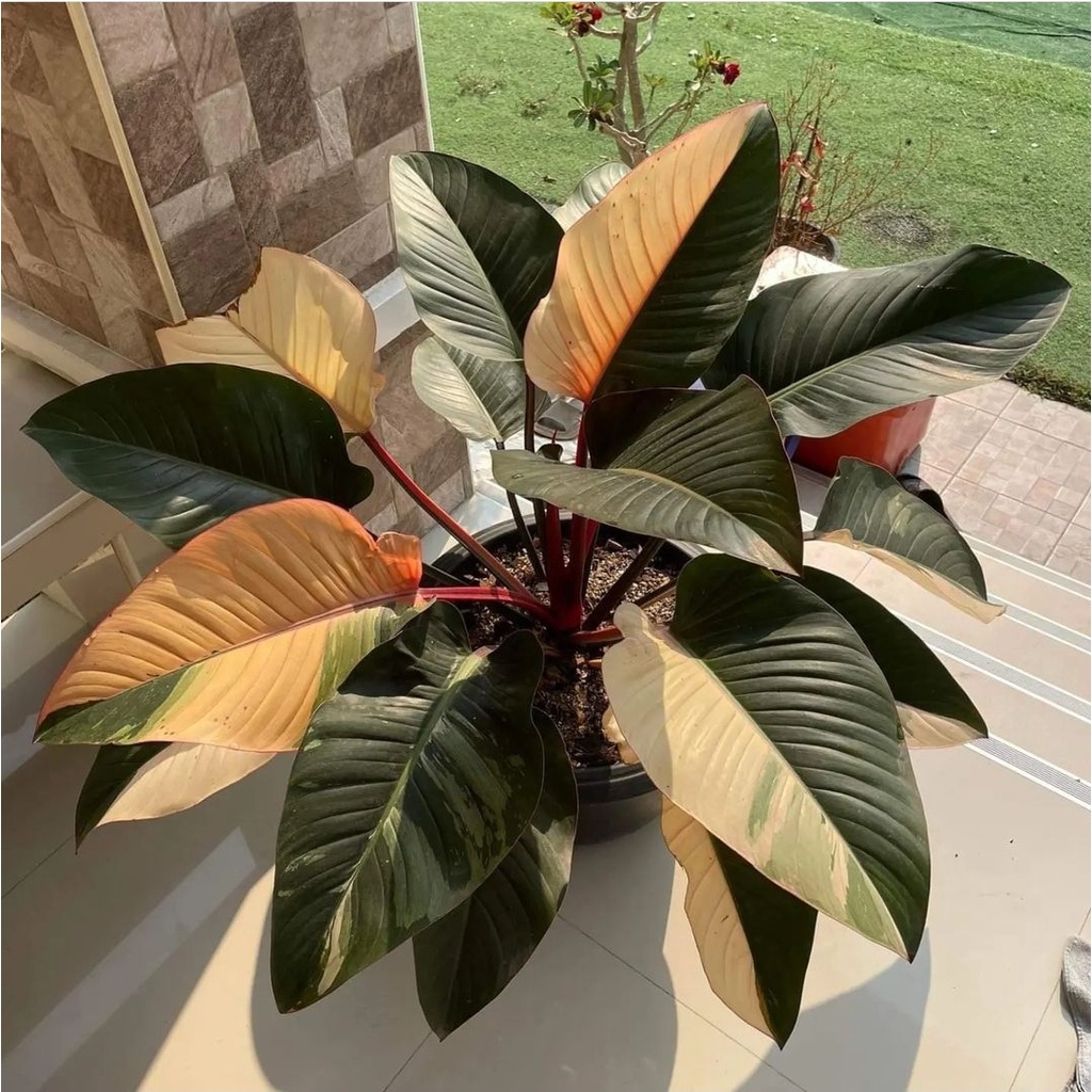 Philodendron Red Congo Varigata Philo Anakan Tanaman Pilodendron Tanaman Hias Murah Tanaman Hias Ind