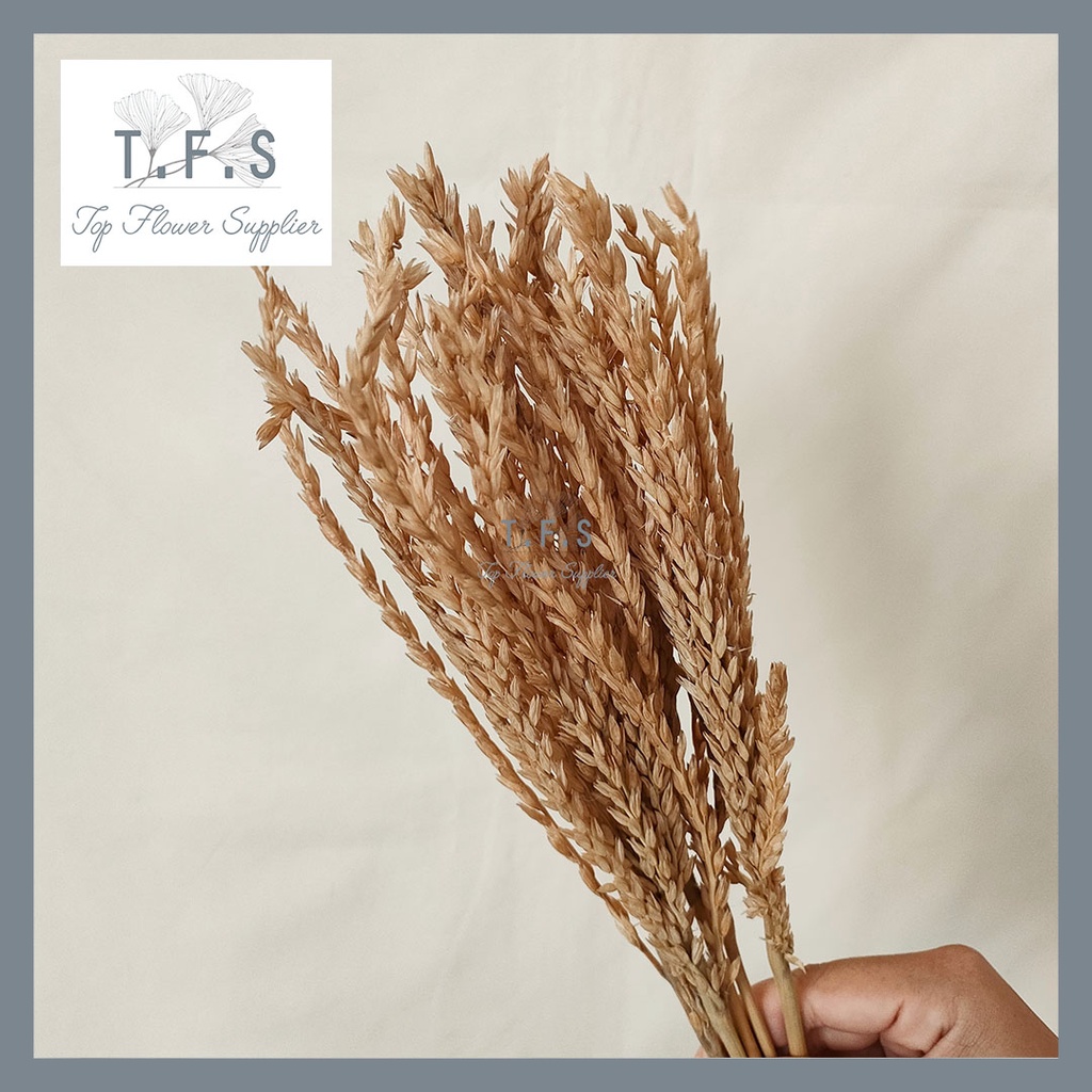 Dried Long Wheat Padi Bunga Kering Asli Import Dekorasi Hiasan Rumah Hantaran