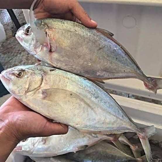 

Ikan Kue/Kuwe Lilin 1000 gram | 1 kg