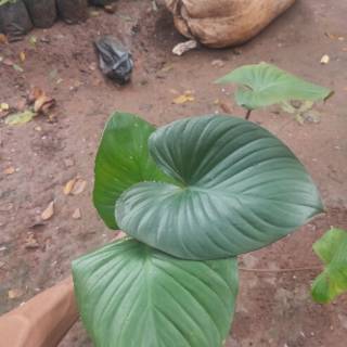 Tanaman hias homalomena rubescens tanaman homalomena Tanaman hias homalomena rubescens tanaman homalomena