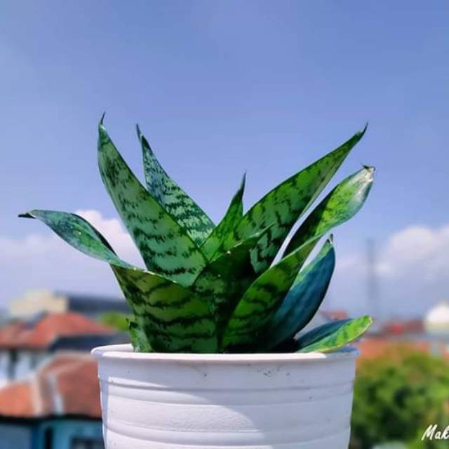 tanaman sansivera trifasciata katak - Sansevieria - lidah mertua