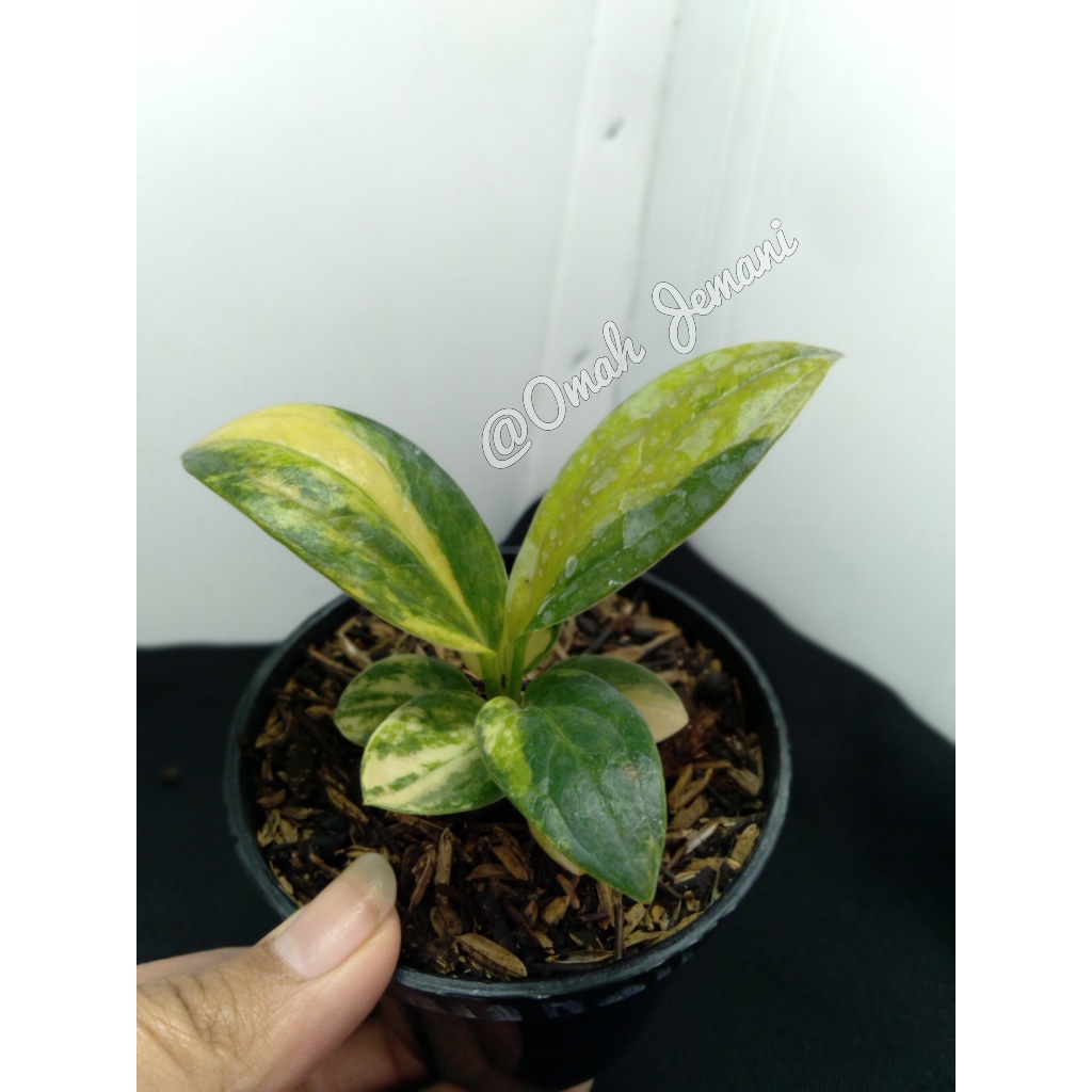 Anthurium Jemani Varigata / Anthurium Jemani variegata / Anthorium Jemani Varigata / Jamani Varigata