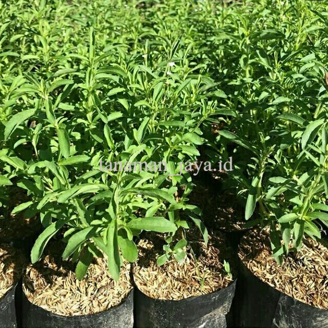 4 bibit tanaman stevia manis