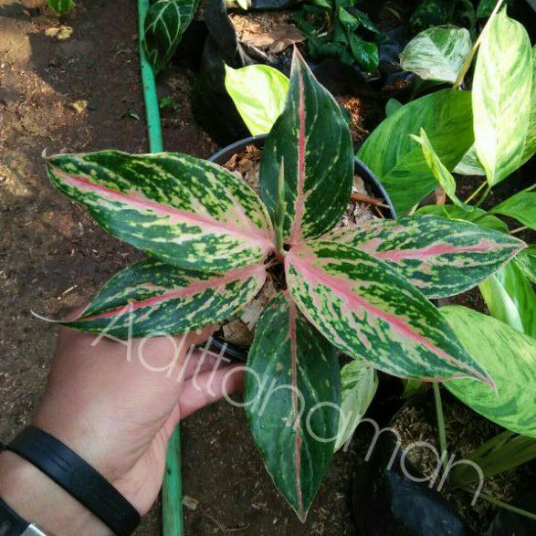 bunga aglonema-tanaman aglonema butterfly-bunga aglonema butterfly