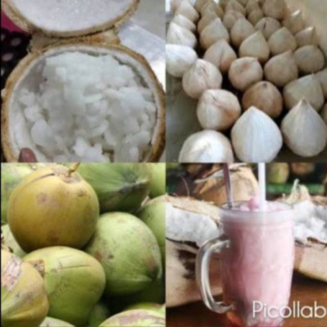 

Kelapa Kopyor Murah