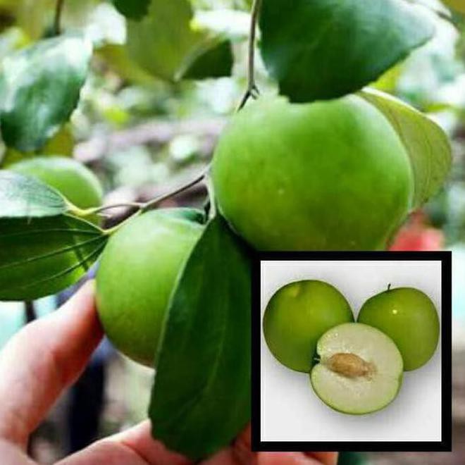 -_- bibit tanaman buah apel putsa (apel india) tr1m clr