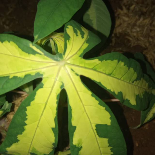 tanaman hias daun singkong varigata batang stek