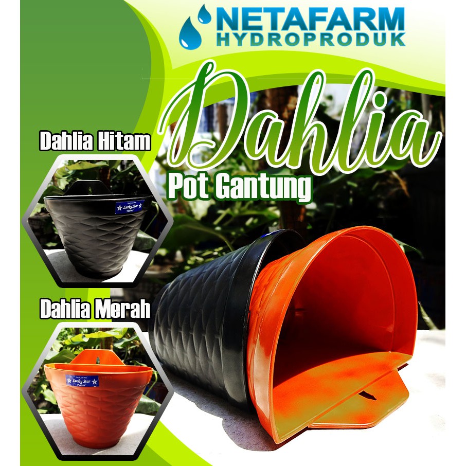 Pot gantung tanaman dahlia ( L : 19,5 cm )