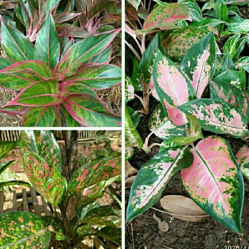 promo paket 3 jenis Aglonema-PROMO PAKET 3 JENIS AGLONEMA-3 jenis paket aglonema PROMO