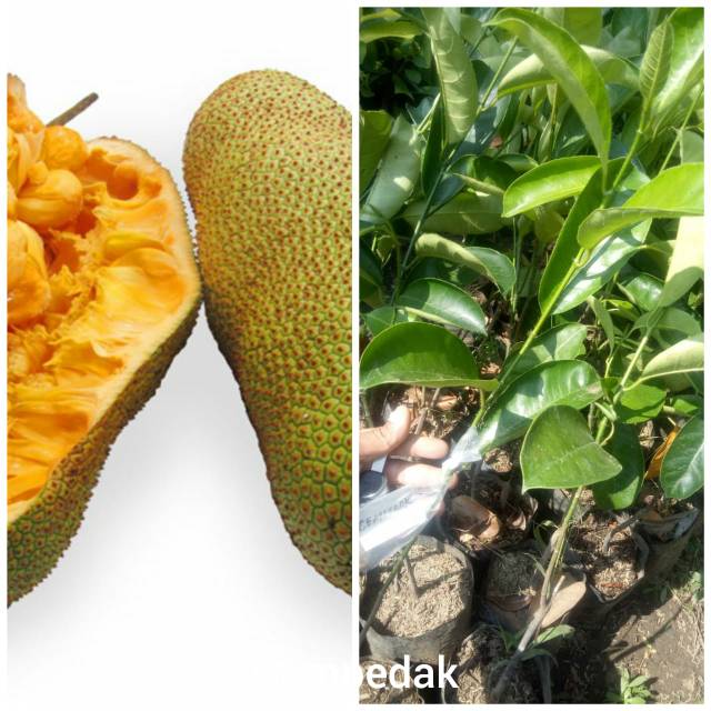 Bibit cempedak