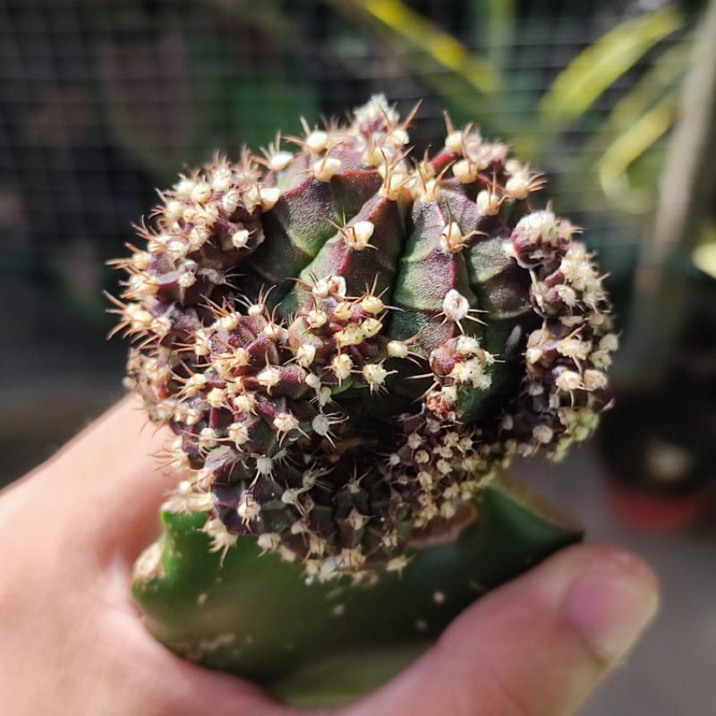 Kaktus Gymnocalycium Black cup / Blackcup grafting