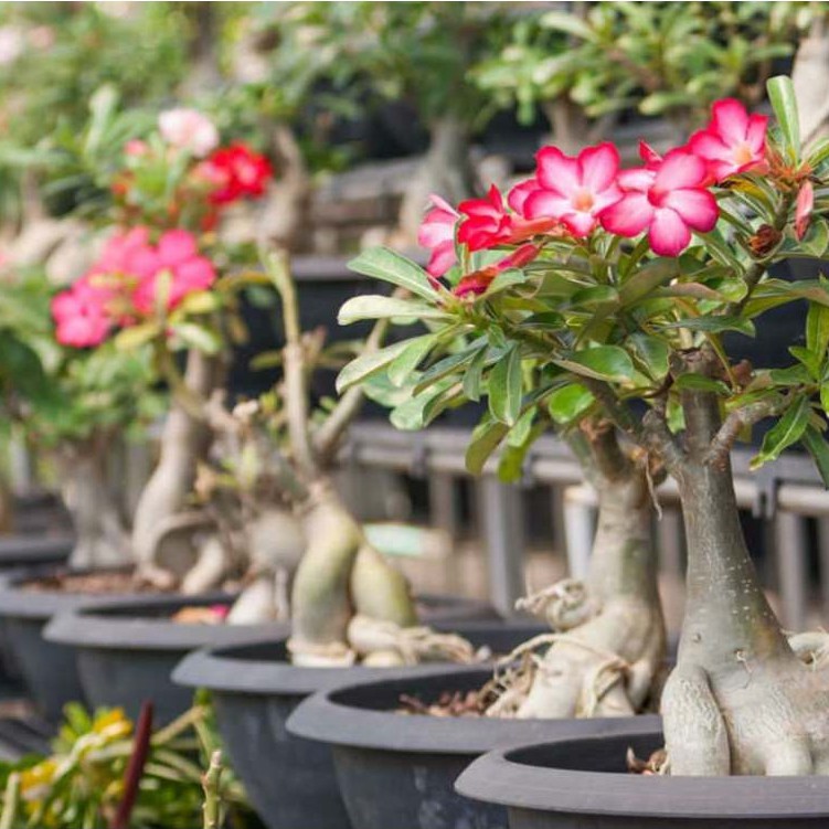 Bunga Murah Tanaman Hias Adenium Bunga Adenium Tumpuk Cantik Adeniun Tumpuk Hasil Grafting