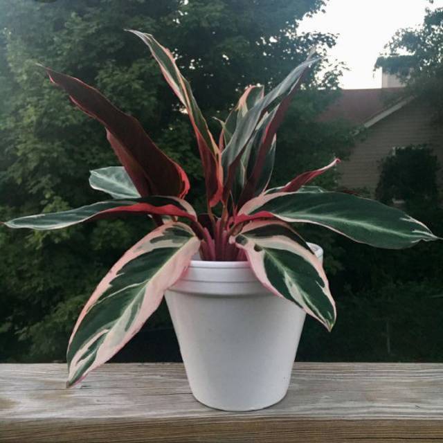 tanaman hias calathea  multicolor  Shopee Indonesia