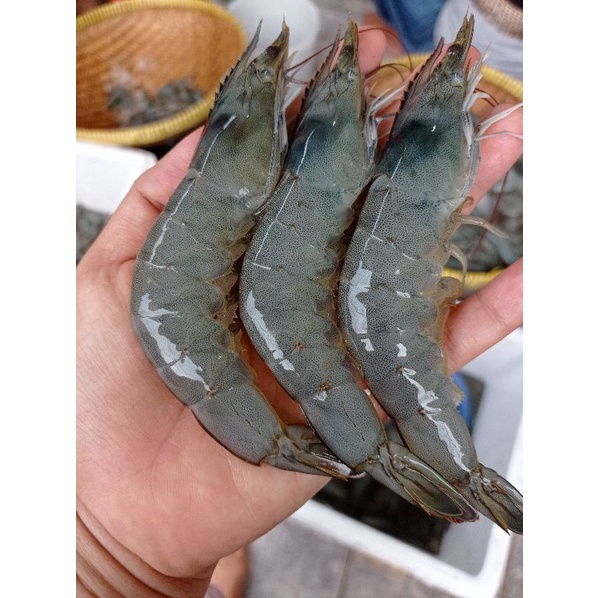 

Udang Fresh Size 25an | Udang Segar Premium