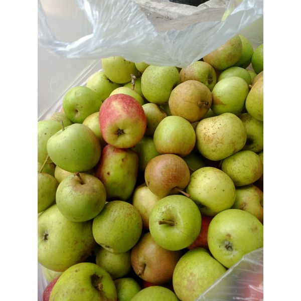 

buah apel manalagi