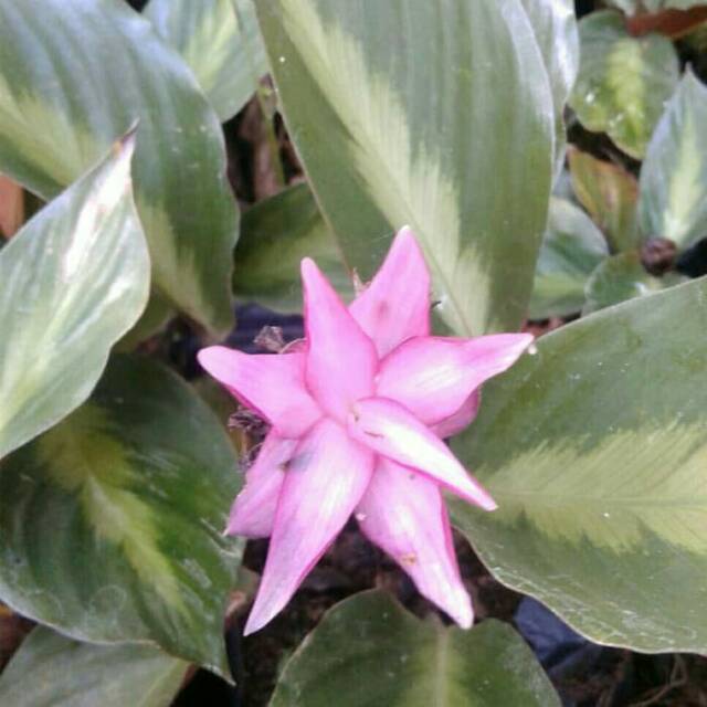 Tanaman Hias Calathea Losenery Loesenery Loseneri Kalatea Bintang